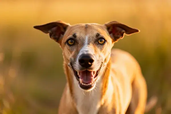 棕白相间的轻身猎犬混种特写镜头