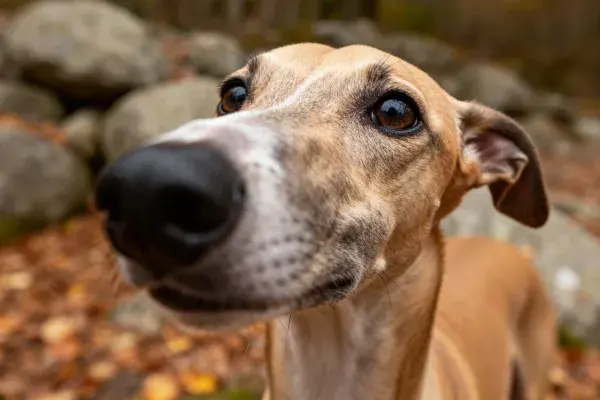 特写拍摄惠比特犬近景画面