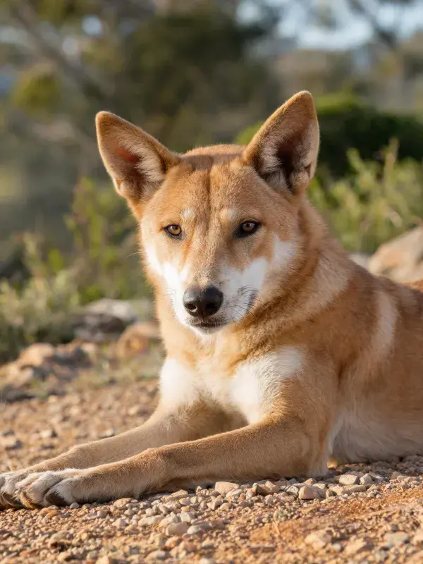 碎石地面上的澳洲野犬休憩