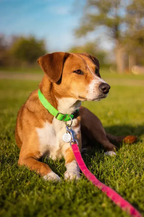 绿色项圈粉色牵引绳草地上的混血猎犬特写