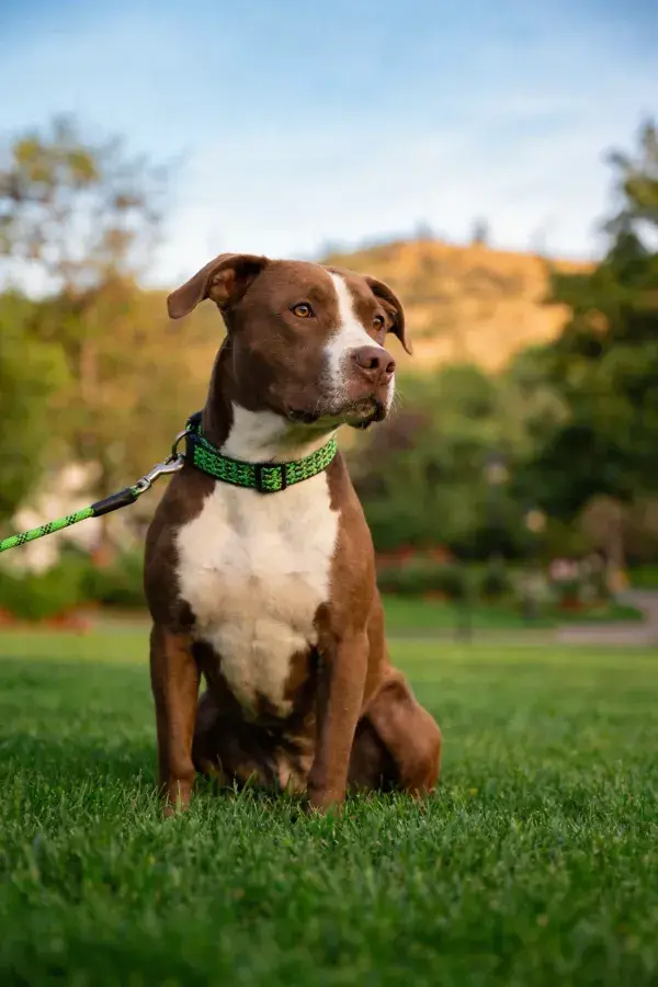 比特犬静坐草地凝望远方