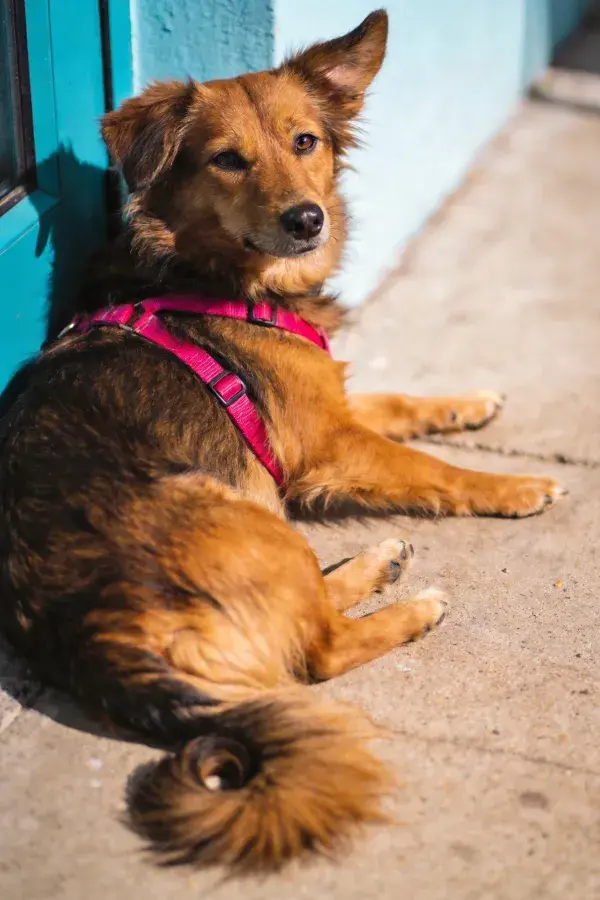 蓝墙旁休息的棕褐短毛混种犬