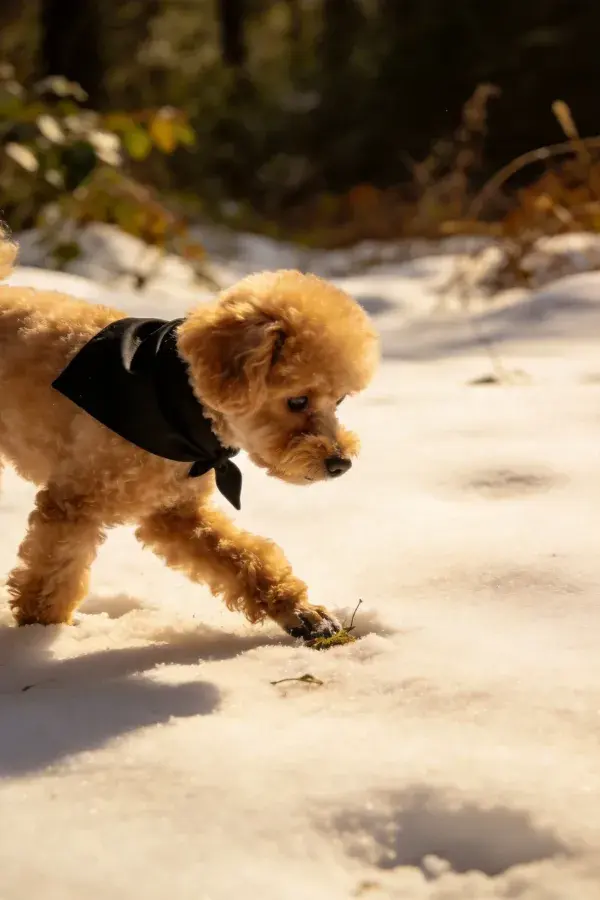 雪地树林间佩戴黑丝带的贵宾犬