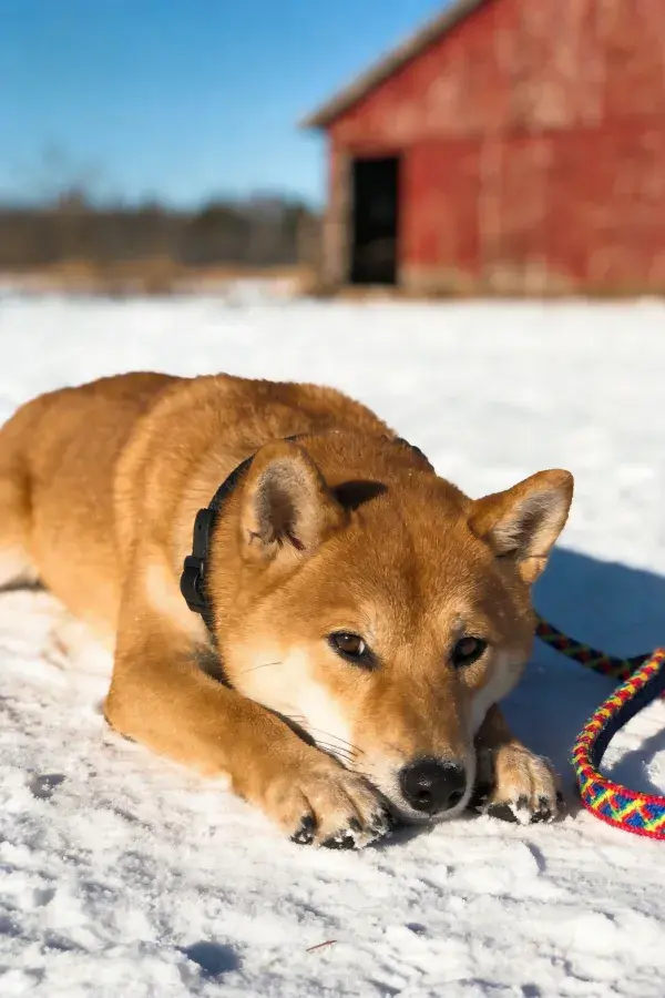 雪地红舍旁的柴犬休憩场景