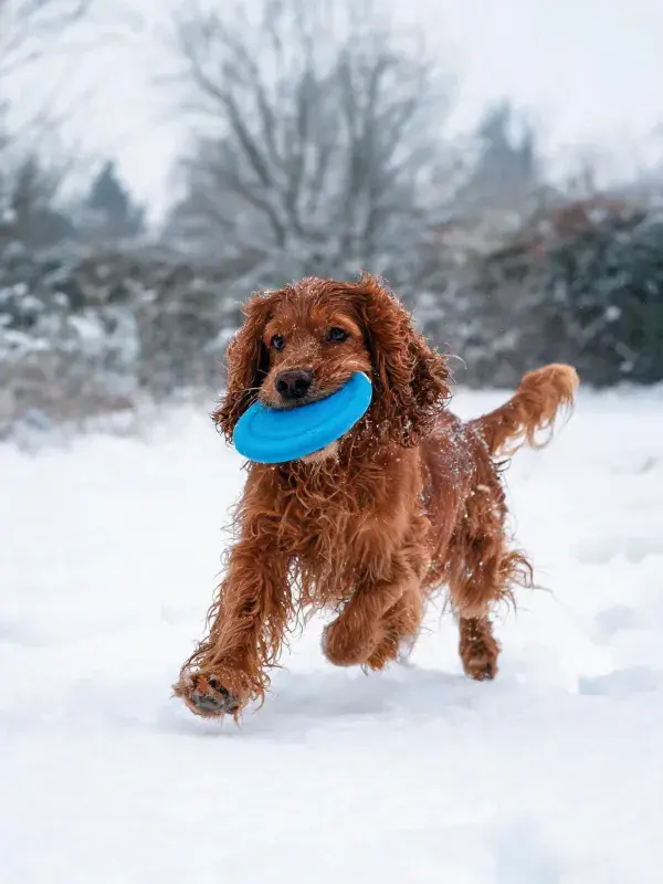 雪地中奔跑的可卡犬与蓝色飞盘