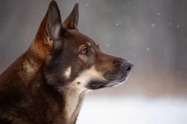 中型牧羊犬混种在雪景中的特写镜头