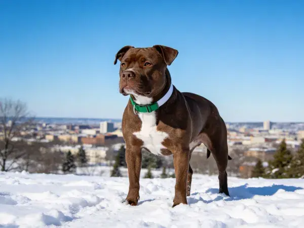 雪地中的比特犬与城市远景