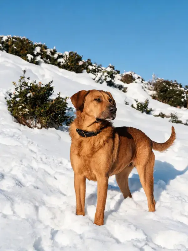 雪地中金毛犬站立场景