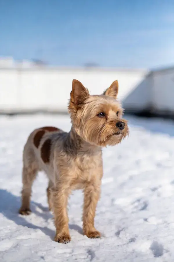 雪地中警觉的挪威梗犬