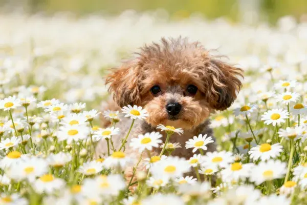 贵宾犬于雏菊花丛场景