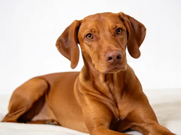 白色背景下的维兹拉犬