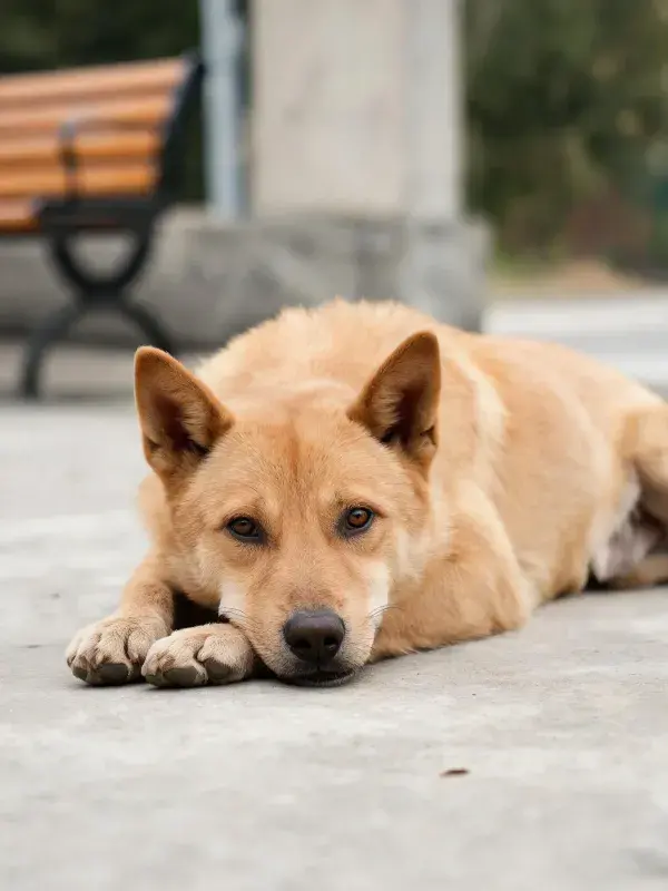 浅棕色混血犬趴卧在户外水泥地面