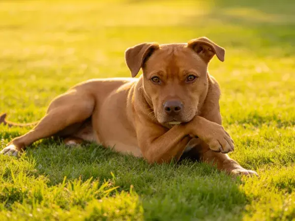 草地上的短毛混血犬休憩