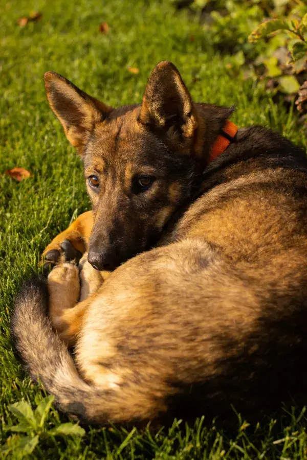 草地休憩的德国牧羊犬