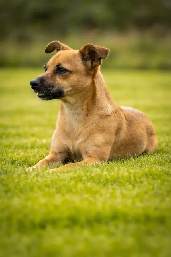 草地上一只短毛混种犬躺卧