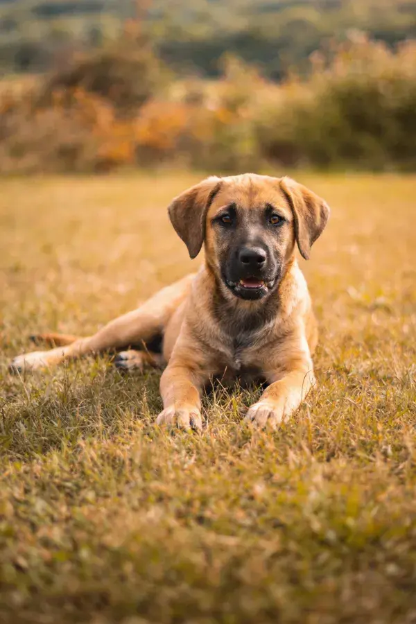 草地环境中的中型混血犬