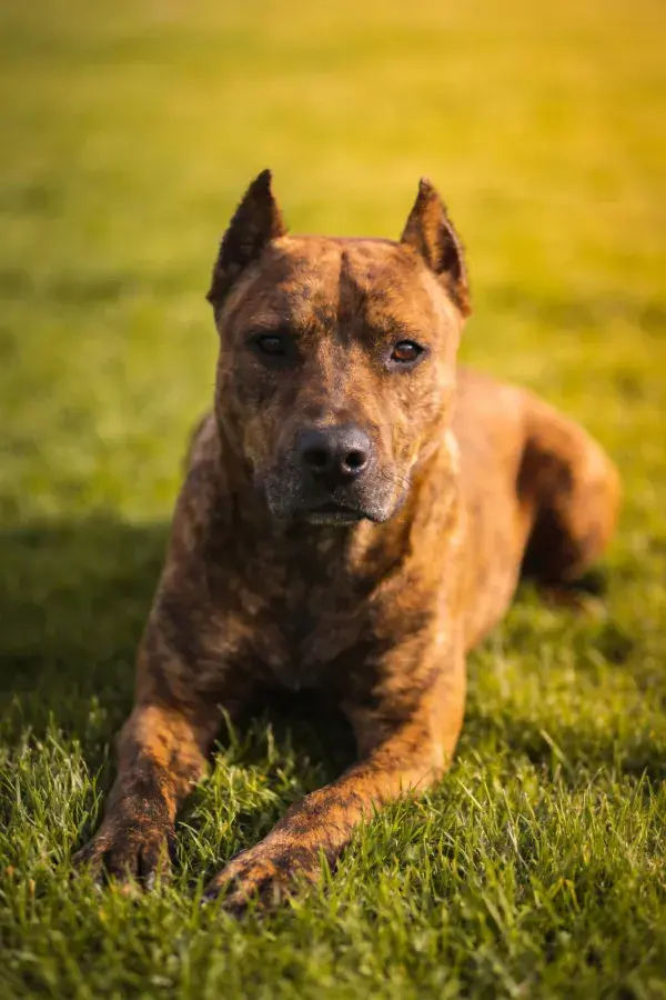 阳光下草地上的棕褐相间猛犬休息状态