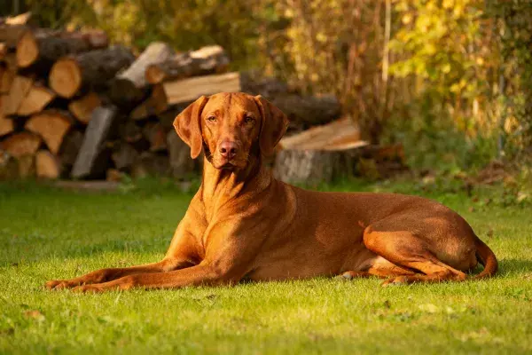 户外草坪上休息的威玛猎犬