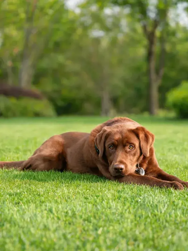 阳光草地上的巧克力拉布拉多犬