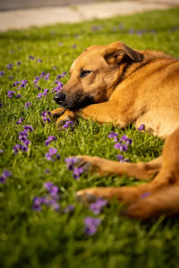 阳光草地上的混种犬休憩画面