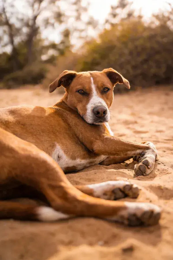 阳光下棕白相间混种犬沙地休憩特写