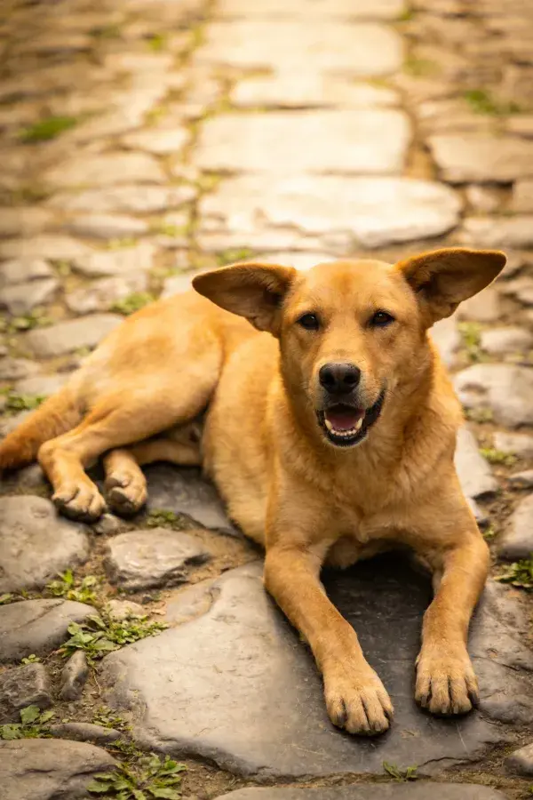 石板路面上的短毛家犬