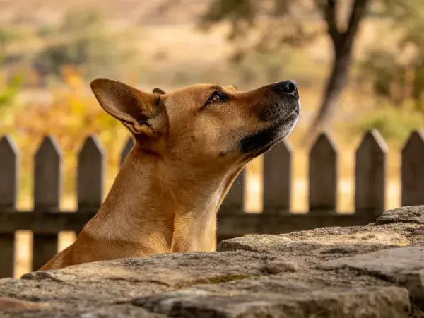 阳光下短毛家犬抬头特写场景