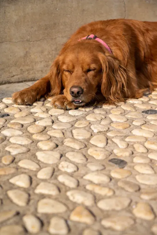 石板路上休憩的爱尔兰赛特犬