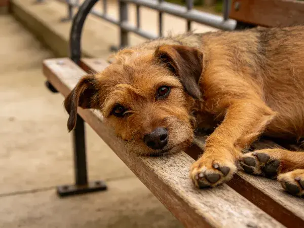 木制长椅上休息的边境梗犬