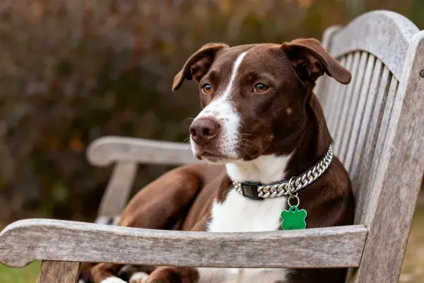 露天长椅上的指标混血犬