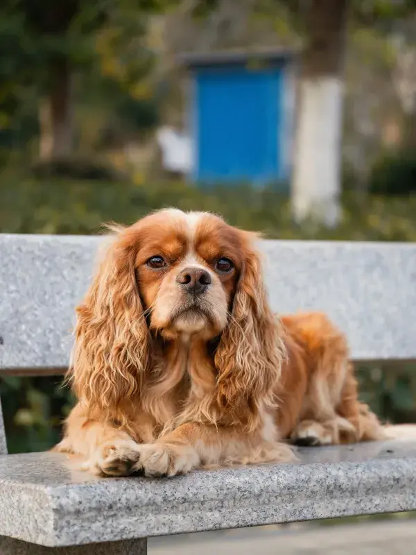 可卡犬在石制长椅上的瞬间