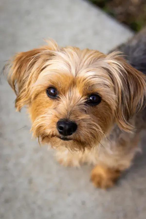 约克夏梗犬抬头注视镜头