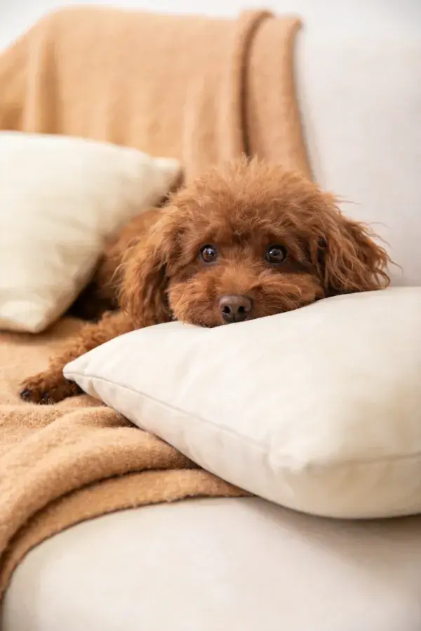 沙发上的棕色贵宾犬休息场景