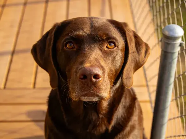 巧克力拉布拉多犬在木质平台旁的状态捕捉