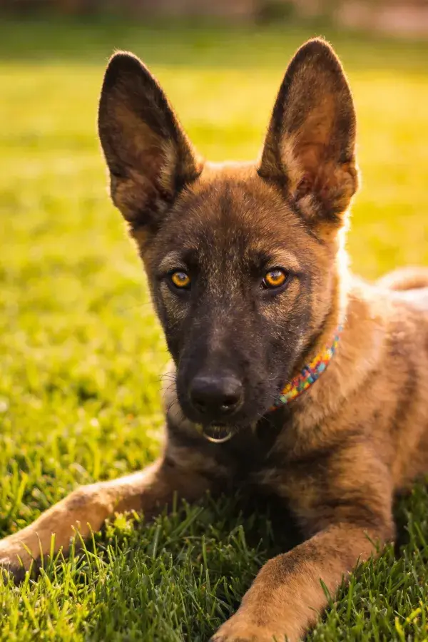 比利时马里努阿犬草地休憩