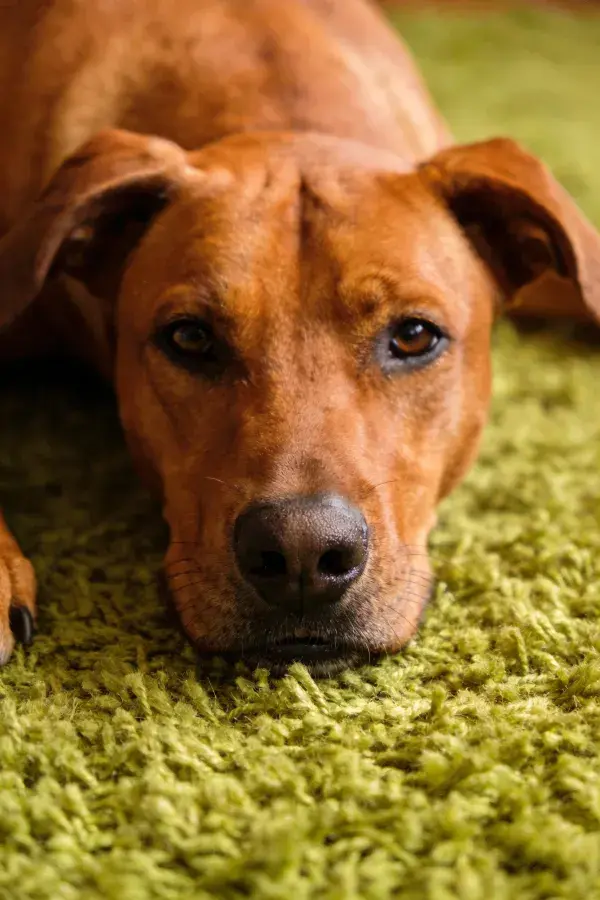 短毛红棕色猎犬趴在绿色地毯上的特写