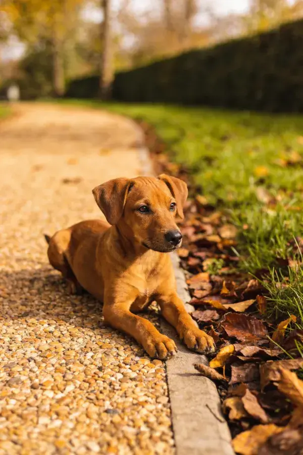 阳光下碎石路上的短毛家犬
