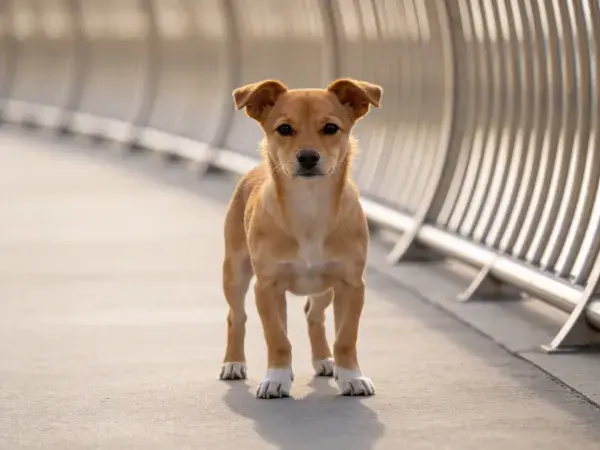 现代桥梁场景中的小型混种犬