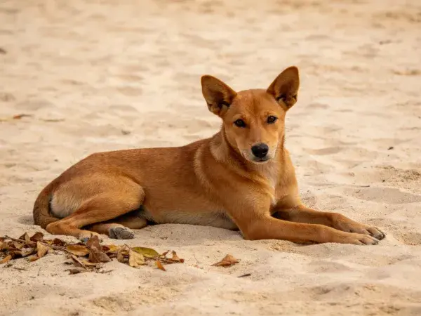 阳光沙滩上的野化犬特写