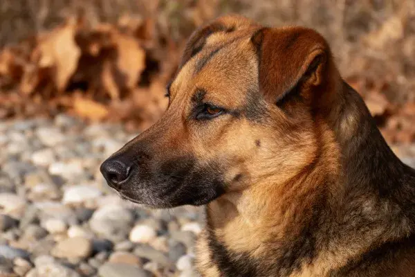 碎石地面上德国牧羊犬侧面特写