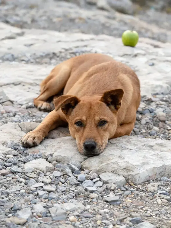 露天场地休息的短毛家犬