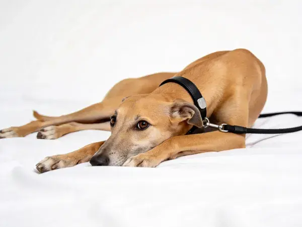 长腿惠比特犬白色背景下的安静姿态特写