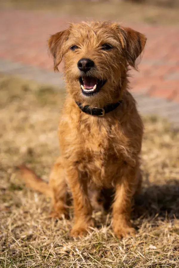 干燥草地上的棕色挪威梗犬