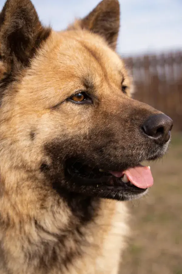 中型混血牧羊犬户外特写