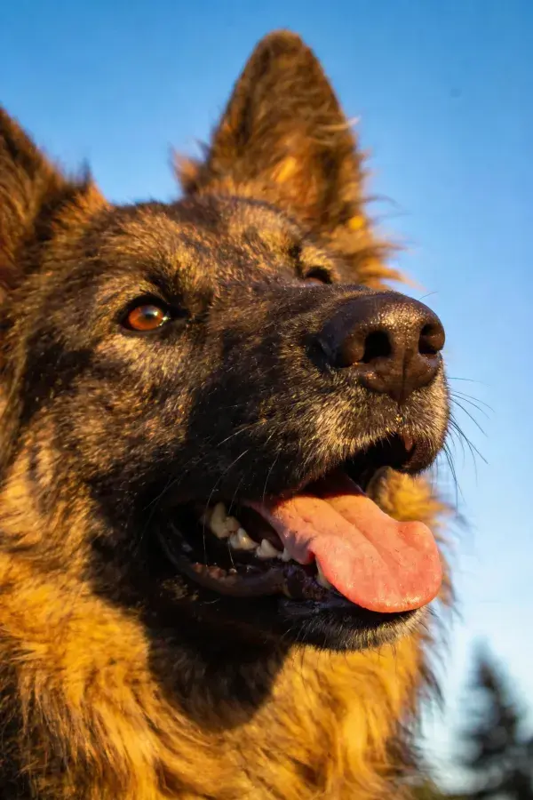 德国牧羊犬近景特写于晴空下