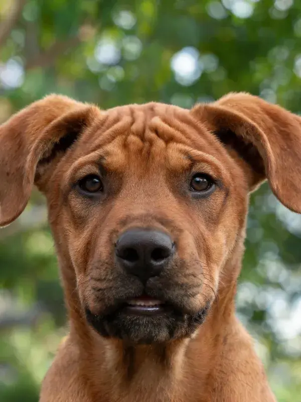 户外绿荫下罗德西亚脊背犬幼犬特写