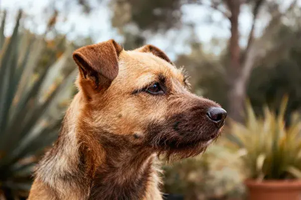 阳光下的疆界梗犬特写场景
