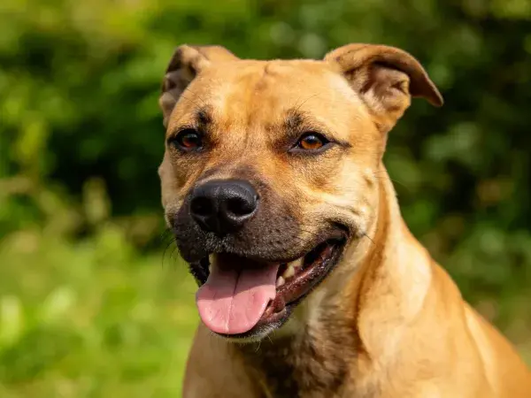 户外草地中棕褐短毛混种犬的特写