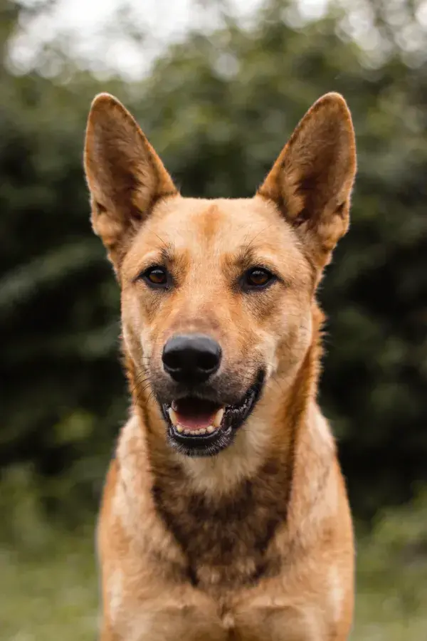 比利时马里努阿犬在林边姿态特写