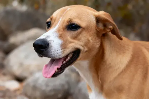 颜色特征明显的混血家犬特写